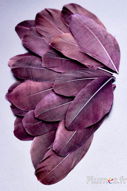 Petali in piume - 6-8 cm x 3-4 cm - caffè